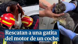 Rescatan a una gatita atrapada en el motor de un coche [upl. by Pinter]