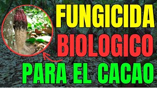 Fungicida CASERO para COMBATIR la MONILLA en el CACAO 👉 Como Preparar y Aplicar SULFATO de COBRE ✅ [upl. by Ocsic678]