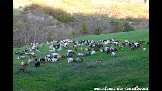 Chèvres miniatures des Tourelles  Jaccompagne le troupeau jusquau pré [upl. by Kee307]