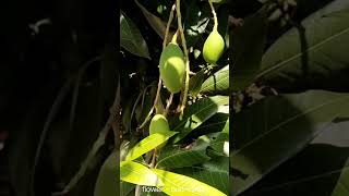 Mango tree  Mangifera indica  Mamidi chettu  Mango flower  Mango 🥭 [upl. by Grane]