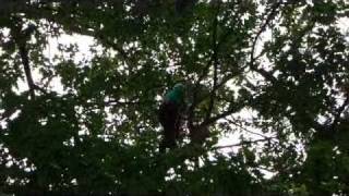 Dan Kraus wins 2010 PNWISA Tree Climbing Championship [upl. by Collis]