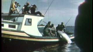 Bluefin Rodeo Wedgeport Nova Scotia 1950s [upl. by Arabella714]