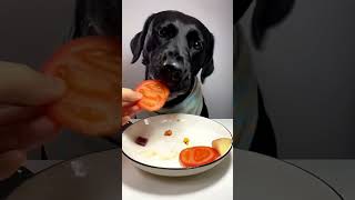 best dog food fooddog fooddogbest bestdogfood foryou trendingshorts [upl. by Rundgren473]