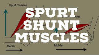 Spurt and shunt muscles [upl. by Zelda]