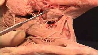 2 Submandibular gland Practical د  احمد مصطفى كمال [upl. by Therine]