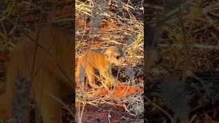 Meerkats at Tswalu [upl. by Eelyab]