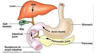 16Digestion and absorptionsuccus entericus [upl. by Hsejar]