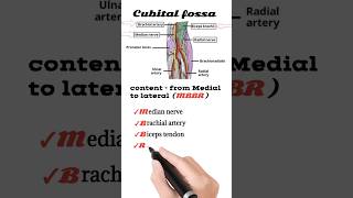 cubital fossa content  anatomy mnemonics [upl. by Housen46]