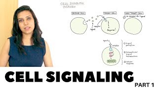 Cell Signaling Overview  Part 1 [upl. by Leavy701]