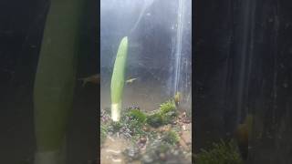 New aquarium snail 🐌 tank setup fish pet lover pet care snail setup yutubeshortsvideo [upl. by Pontius]