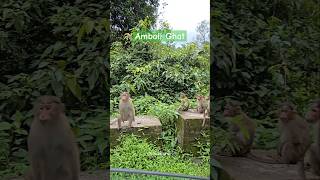 AMBOLI GHAT amboliwaterfall sawantwadi sahyadri ambolighat wildlife nature [upl. by Hares]