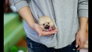 Fluffy Orange Teacup Pomeranian  Teacup Puppies ♥please subscribe♥ [upl. by Seften944]