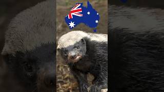 Could The Honey Badger Survive In Australia🤨 [upl. by Llevel]