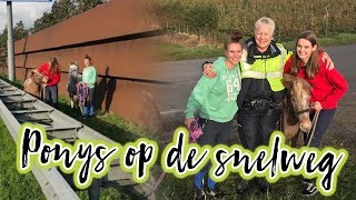 Vlog26 Ponys vangen op de snelweg [upl. by Ynohtnacram322]