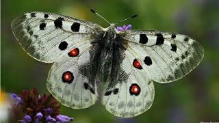 Apollo Butterfly Parnassius apollo [upl. by Asylem]