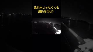 温排水じゃなくても爆釣なのは？知多半島温排水知多半島知多湾 [upl. by Andres]