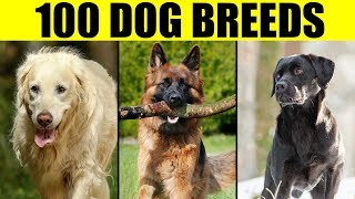 Dog Breeds  List of 100 Most Popular Dog Breeds in the World [upl. by Lamson979]