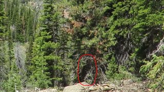 Monster That Lurks in The Canyon Bigfoot Captured in Background of Jarbidge Wilderness [upl. by Atel]