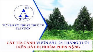 CẮT TỈA CÀNH VƯỜN SẦU RIÊNG 24 THÁNG TUỔI TRÊN ĐẤT BỊ NHIỄM PHÈN NẶNG  AGRIPLUS [upl. by Gow]