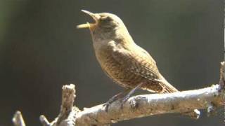 ミソサザイの囀り３ Singing Bird Winter Wren [upl. by Nytsyrk584]