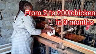 From 2 chicken to 200 chicken in 3 months in the life of a small scale poultry farmer [upl. by Urbannal]