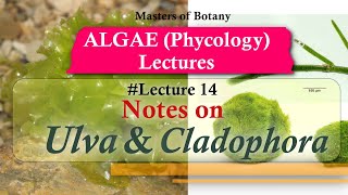 Lecture 14  Ulva and Cladophora Life Cycle Chlorophyceae  Algae Lecture Notes [upl. by Noiz657]