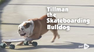 Tillman The Skateboarding Bulldog in Malibu [upl. by Olly]