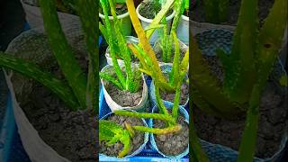 Aloe Vera plant propagation in soil trending propagation shorts [upl. by Aztinaj]