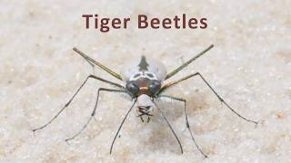 What you didnt know about Tiger Beetles [upl. by Trula]