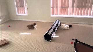 Sheltie Shetland Sheepdog puppy and cat kitten playing together [upl. by Remark414]