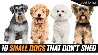 10 Small Dog Breeds That Dont Shed  Non Shedding Hypoallergenic Small Dogs [upl. by Nomar989]