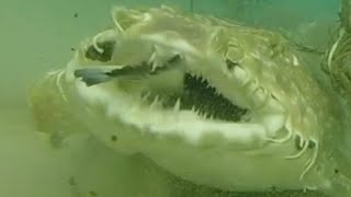 Wobbegong Sharks Show their crazy teeth [upl. by Scevor]