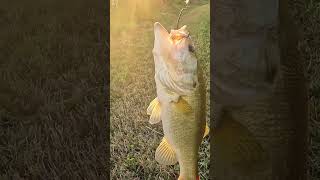 Fishing for big BASS at SUNSET girlfishing floridabass outdoorfloridagirls bankfishing [upl. by Affer]