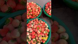 Why Pink Pineberry Strawberry is the NEXT Aesthetic [upl. by Pierro]