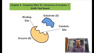 Chapter 2  First Year Biology  Enzymes Part 2  structure of enzyme  Sindh Text Board [upl. by Ahsenod]