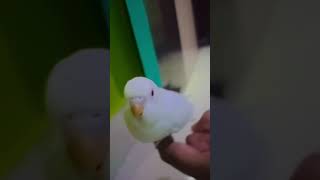 Bird chipi chipi chipa chipa🤣🤣🤣🤣 birds [upl. by Noyr]