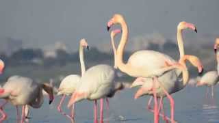 Greater Flamingo Phoenicopterus roseus [upl. by Naiviv835]