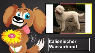 ðŸ¶ Italienischer Wasserhund â€“ Haltung und Tipps [upl. by Kehoe]