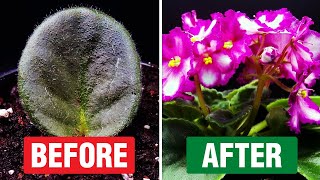 Watch African Violets Bloom Leaf Propagation TimeLapse  Create New Plants [upl. by Auston]