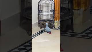 Say Mashallah ❤️ Grey Parrot 🩶 viralvideo parrot mashaallah bird [upl. by Eyllib]