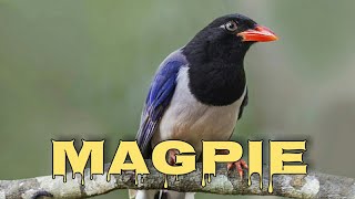 Redbilled blue magpie sounds and calls [upl. by Elberta]