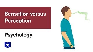 Sensation versus Perception  Psychology [upl. by Aivul497]