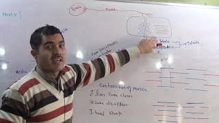 L8 Sliding filament model ultra structure of myofilaments [upl. by Norvell]