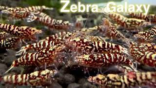 Zebra Galaxy  Shrimphub [upl. by Nylaret296]