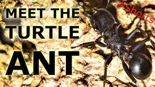 5 Quick Facts About Turtle Ants You Need to Know Minute Biology Lesson Shorts [upl. by Annaid]