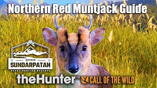 Northern Red Muntjac Guide  Sundarpatan Nepal  theHunter Call Of The Wild [upl. by Diamante]