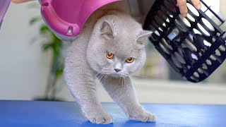 LOVELY CAT WITH ORANGE EYES Bathing amp Grooming 😻🛁✂️❤️ [upl. by Ettenad213]