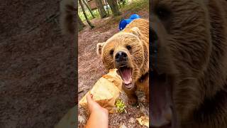 Funniest Bears Videos🐻 Polar Bear  Baby Bear  Funny Animals shorts bear funnybear [upl. by Jeremie]