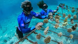 Working Together to Restore Coral Reefs in Tahiti  WSL One Ocean [upl. by Anasiul537]