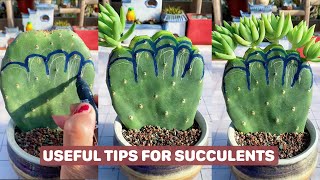 Useful Tips for Your Succulents  Part 17  多肉植物  다육이들  Suculentas [upl. by March]